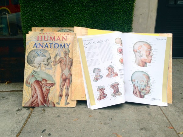 large human anatomy books