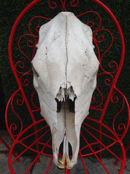 vintage cow skull