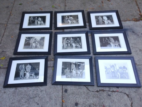 10 vintage black & white photos of dog show