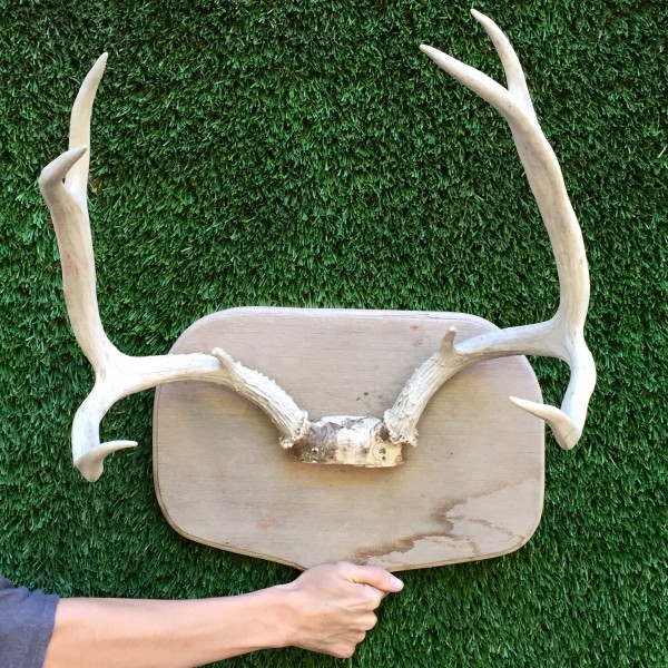pair of mounted antlers