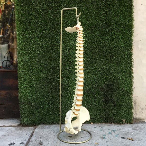 hanging vertebrate