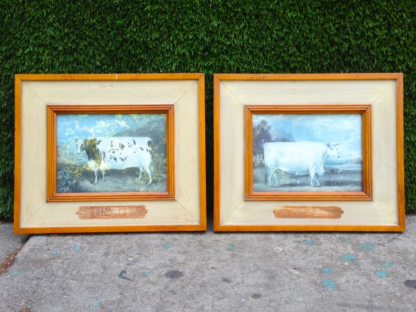 vintage portraits of cows
